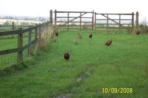 cleveland way some pheasents